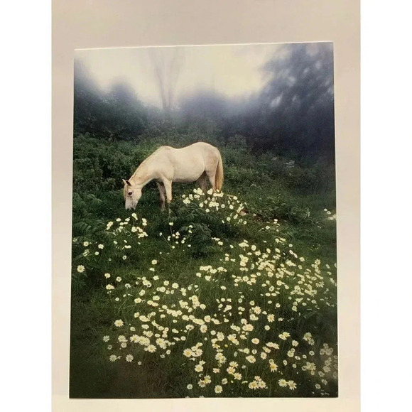 Leanin' Tree Other - 𝅺👋3/$15 THINKING OF YOU 6/pk VTG Greeting Cards/Env White Horse Daisies Meadow